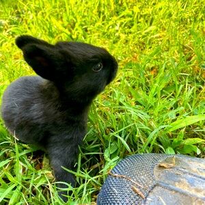 Meet your Posher, Bunny!!!